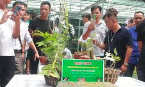 Trái đắng lan Phi điệp đột biến: Đang bán tháo rất mạnh?