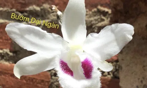 Thực hư chuyện đấu giá mầm lan huyền thoại Bướm Đại Ngàn 11,7 tỷ đồng