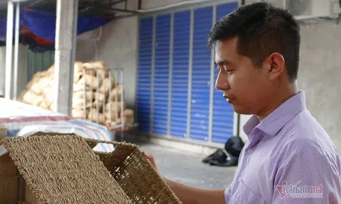 8X ở Ninh Bình thu 20 tỷ đồng/năm từ loại rau cho lợn ăn