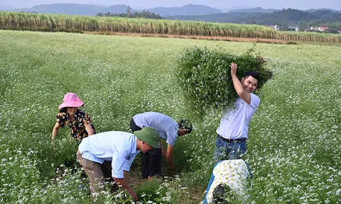Chàng trai 23 tuổi kiếm tiền tỷ từ lá cây bỏ đi