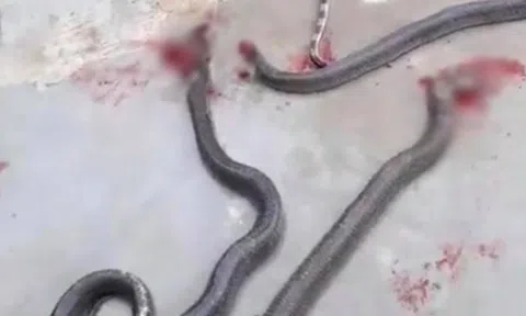 Nhà ở, văn phòng ở Hà Tĩnh xuất hiện nhiều rắn độc