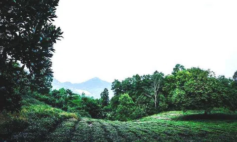 'Bỏ phố về quê' làm nhà vườn, chưa kịp hưởng lại rao bán gấp, cho mượn miễn phí