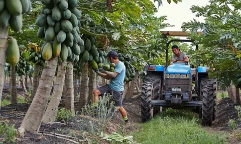 Nông dân Australia 'đỏ mắt' tìm người hái đu đủ, dâu tây