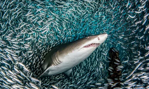 Làm sao để bầy cá con chiến thắng cá mập?